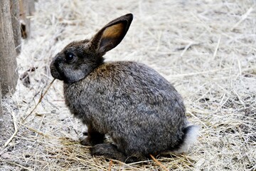 Rabbit on the farm on a hot summer day 