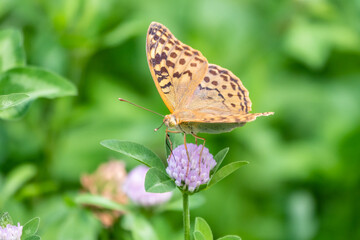 Naklejka na ściany i meble The dark green fritillary butterfly collects nectar on flower. Speyeria aglaja is a species of butterfly in the family Nymphalidae.