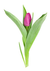 Fototapeta premium Tulip isolated on white background