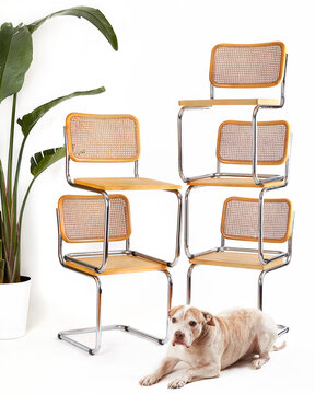Dog with cane & chrome chairs stacked in modern eye catching way