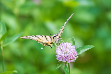 Beautiful Butterfly Scarce Swallowtail, Sail Swallowtail, Pear-tree Swallowtail, Podalirius. Latin name Iphiclides podaliriu. Butterfly collects nectar on flower.