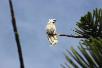 cockatoo