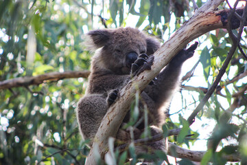 Koala asleep