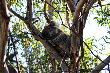 Koala asleep
