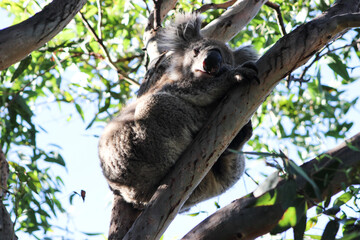 Koala asleep