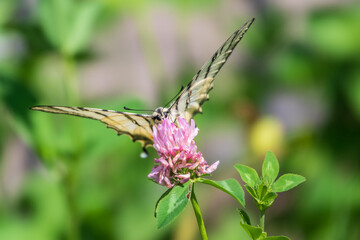 Beautiful Butterfly Scarce Swallowtail, Sail Swallowtail, Pear-tree Swallowtail, Podalirius. Latin name Iphiclides podaliriu. Butterfly collects nectar on flower.