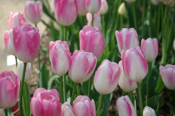 Fototapeta premium Tulipes roses au jardin
