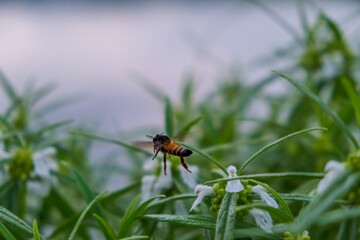 bee hovering through a group of flowering plants