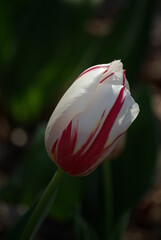 Tulipe blanche et rouge