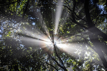Sonne im Urwald auf Teneriffa
