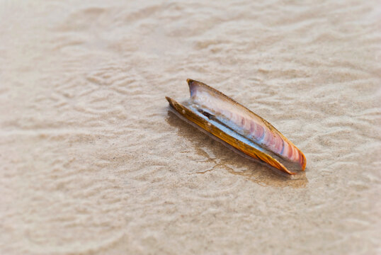 Single Razor shell lying on the beach