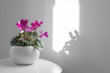 cyclamen in flowerpot on background white wall