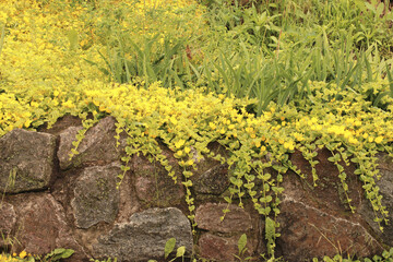 Goldmoss stonecrop on the flowerbed.  Also known as the  sedum acre, mossy stonecrop, goldmoss sedum, biting stonecrop and wallpepper. 