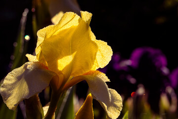 Light yellow flowering irises on a blurred background  in the garden in spring. Iris covered with dew. Colorful plants.