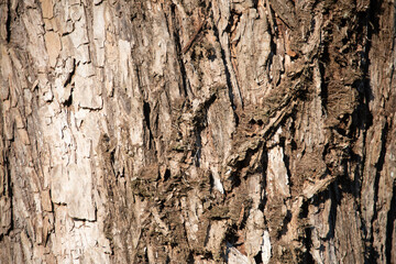 bark of tree texture