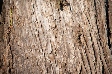old wood texture