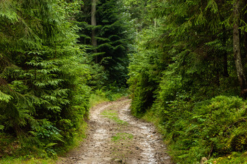 Fototapeta na wymiar Forest trail view. Spruce tree forest. Forest landscape
