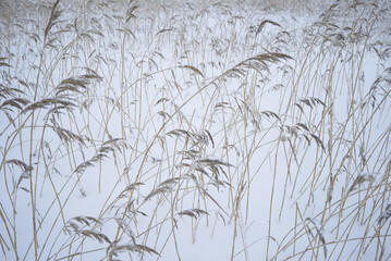 Grass stalks sticking out of the snow