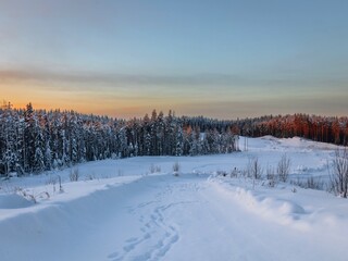 Calm winter view of the pine forest in the forest at sunrise. Travel concept