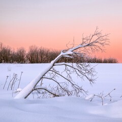 A lone leaning tree in the snow against a pink sunset. Winter minimalism