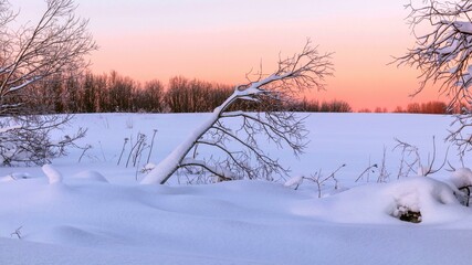 A lone leaning tree in the snow against a pink sunset. Winter minimalism