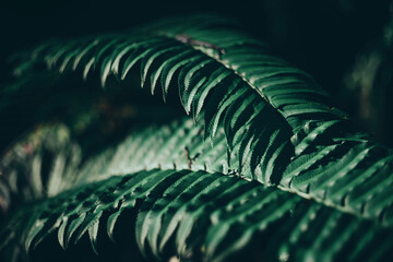 Ferns in the forest 