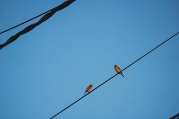 Birds perched on wires against blue sky