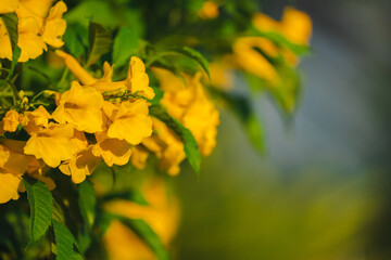 close up the yellow flower with blur background