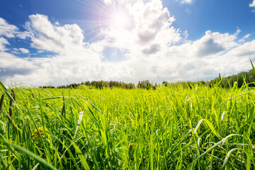 Fresh green grass background in sunny spring day