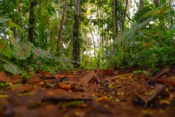 low angle shot of a road through woods covered with leaves