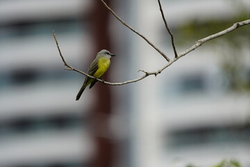 Tropical kingbird (Tyrannus melancholicus) is a large tyrant flycatcher. Tyrannidae family. Amazon rainforest, Brazil