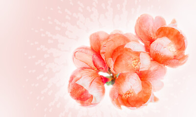 Watercolor postcard with Chaenomeles japonica . A flowering sprig of Japanese quince. Pink flowers . Valentine's Day.