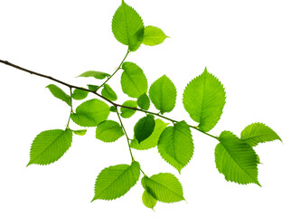 Naklejka na ściany i meble Twigs with beautiful green leaves isolated on a white background. Botanical element for decoration.template for design