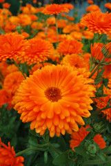 Orange Dahlia Flowers