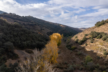 trees in a valley in the south of Spain