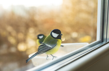 Beautiful multi-colored tits eat in a homemade bird feeder. Bird care concept in winter. The tit is looking at the camera.