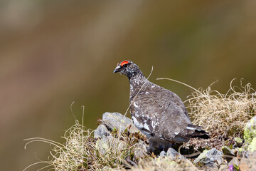 Lagopède alpin (lagopus mutus) mâle au printemps. Alpes. France