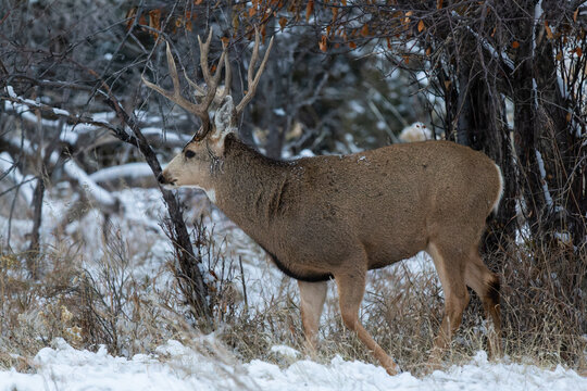 Colorado Wildlife. Wild Deer on the High Plains of Colorado. Mule Deer Buck in Winter