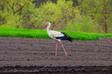 An adult European white stork walks through a plowed field in search of food. Adaptation of birds in the countryside, cohabitation with people