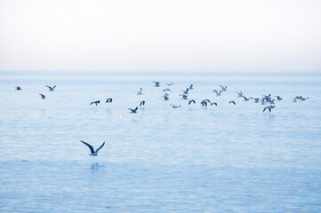 Seagulls, in flight, across the bay