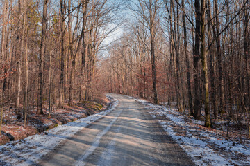 The unpaved road through the leafless forest on a sunny winter's day