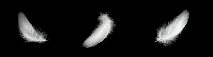 white duck feathers isolated on black background