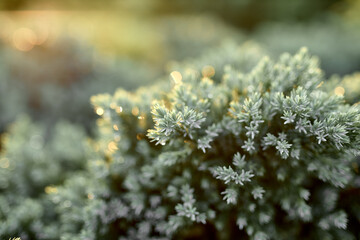 Juicy lush green grass in greenhouse in sunny morning light in spring summer outdoors close-up macro, panorama. Beautiful artistic image of purity and freshness of nature, copy space.
