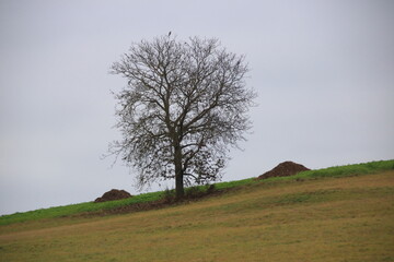 Einzelner Baum ohne Blätter im Herbst 