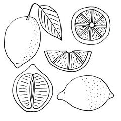 Lemon set vector illustration, hand drawing doodles