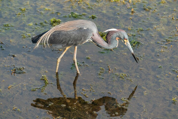 The tricolored heron (Egretta tricolor)