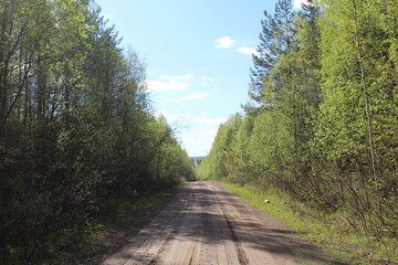 road in the forest