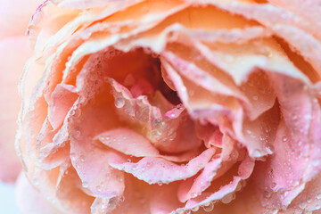 Close up for beautiful pink rose with waterdrops