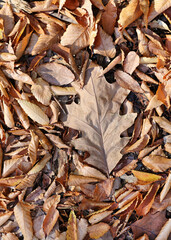 fall leaves