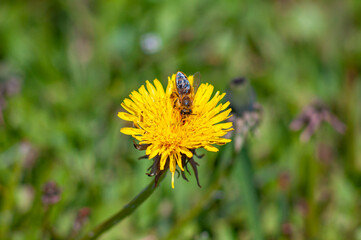 Insect is a pollinator, a bee collects pollen on spring flowers of honey plants. Cute workaholic on yellow dandelion in may, selective focus